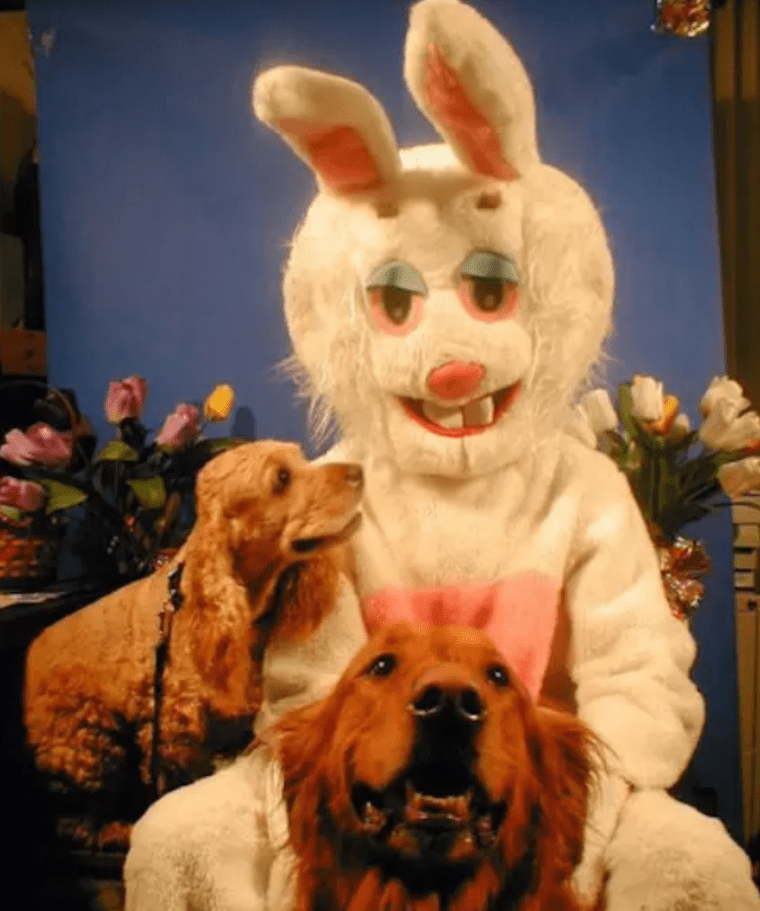 high easter bunny with two dogs